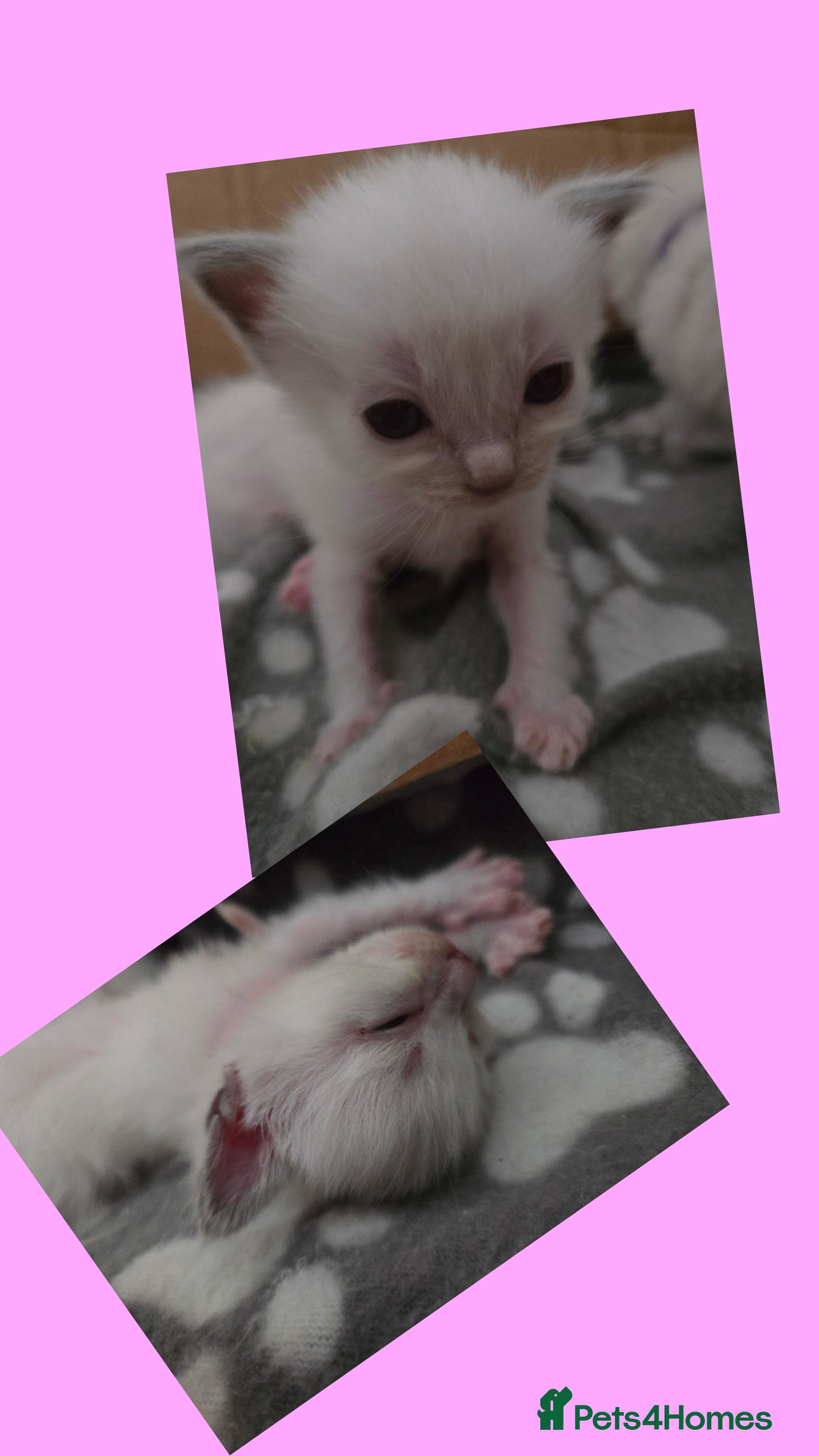 Ragdoll cats EXTENSIVELY TESTED LILAC&BLUE GCCF RAGDOLL KITTENS - Advert 2