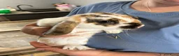 French Lop rabbits for sale: Beautiful French Lop Rabbits, 13 Wks Old, £25 Each - Advert 2