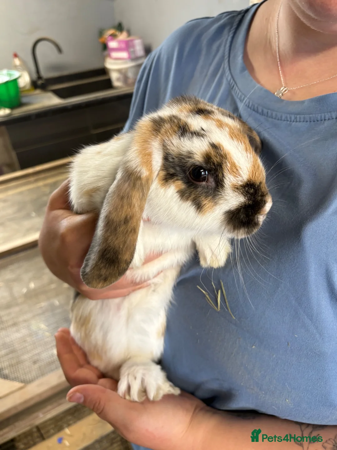 French Lop rabbits for sale: Beautiful French Lop Rabbits, 13 Wks Old, £25 Each - Advert 2