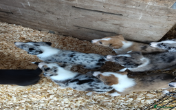 Border Collie dogs for sale: Border Collie Puppies  - Image 6