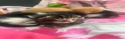 Mixed Breed cats for sale: Stunning Kittens - Advert 20
