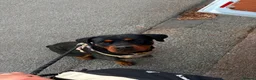 Rottweiler dogs for sale: 2 year old Rottweiler needs loving home - Advert 2