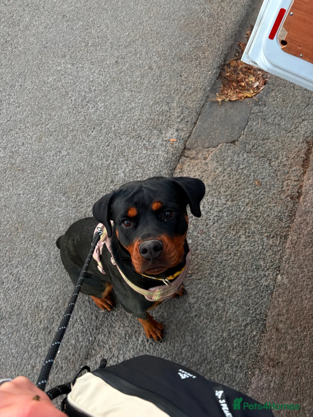 Rottweiler dogs for sale: 2 year old Rottweiler needs loving home - Advert 2