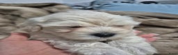 Maltese dogs for sale: K1 Beautiful Maltese puppies  - Advert 8
