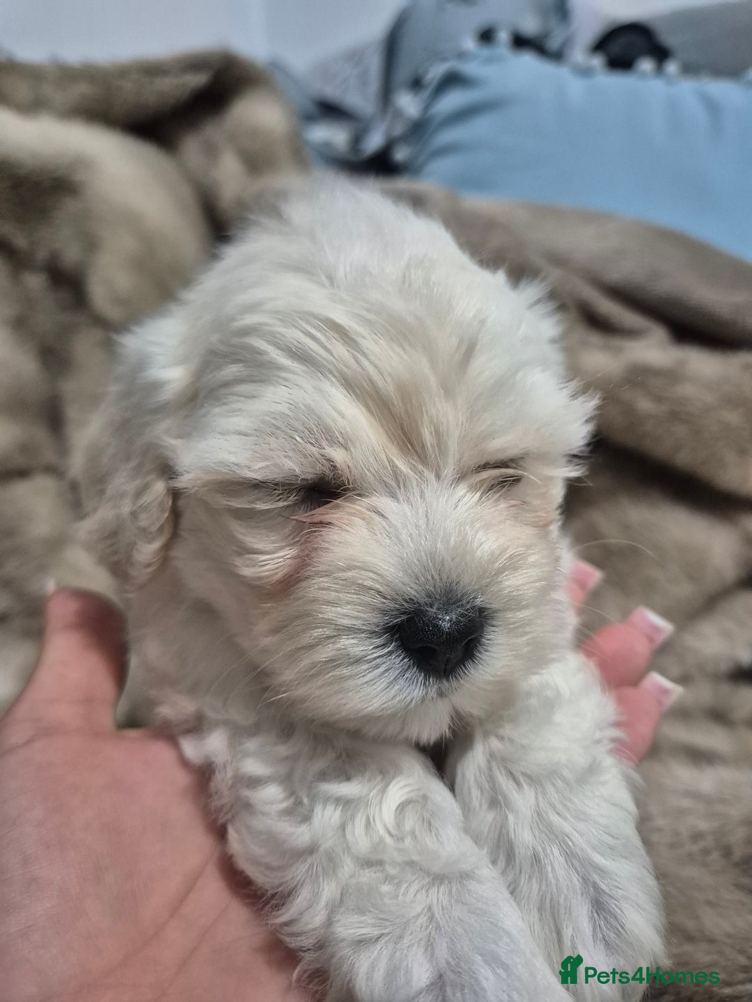 Maltese dogs for sale: K1 Beautiful Maltese puppies  - Advert 8