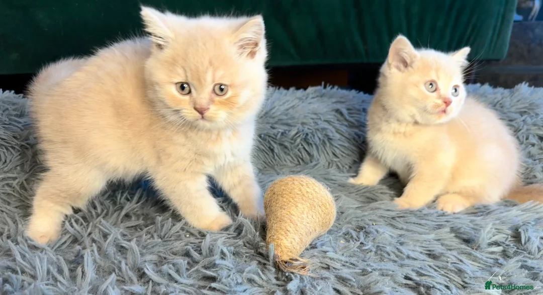 British Shorthair cats for sale: Beautiful Cream British Shorthair boys - Advert 6