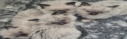 Ragdoll cats for sale: GCCF Reg. Ragdoll Kittens, Champion Bloodlines - Advert 3