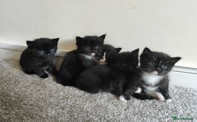 Domestic Shorthair cats - Advert 6