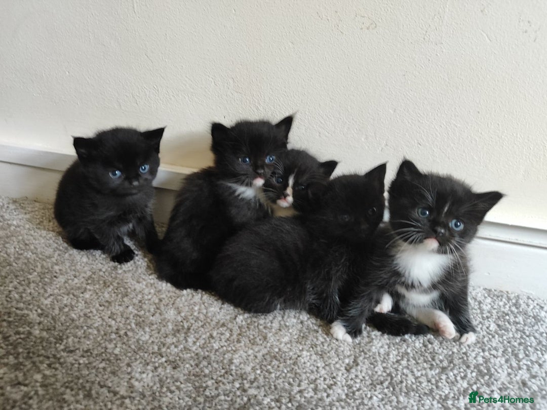 Domestic Shorthair cats for sale: kittens - Image 1