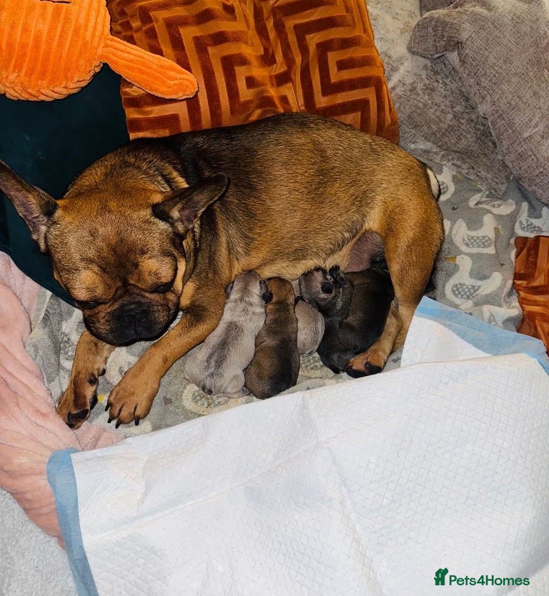 French Bulldog dogs for adoption: 🩷 COCO – Blue Fawn French Bulldog Girl - Advert 3
