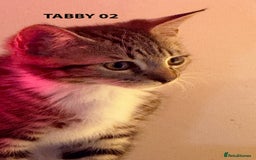 British Shorthair cats for sale: HEALTHY AND LOVING KITTEN FOR REHOUSING. - Image 11
