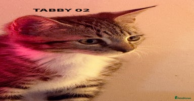British Shorthair cats - Advert 15