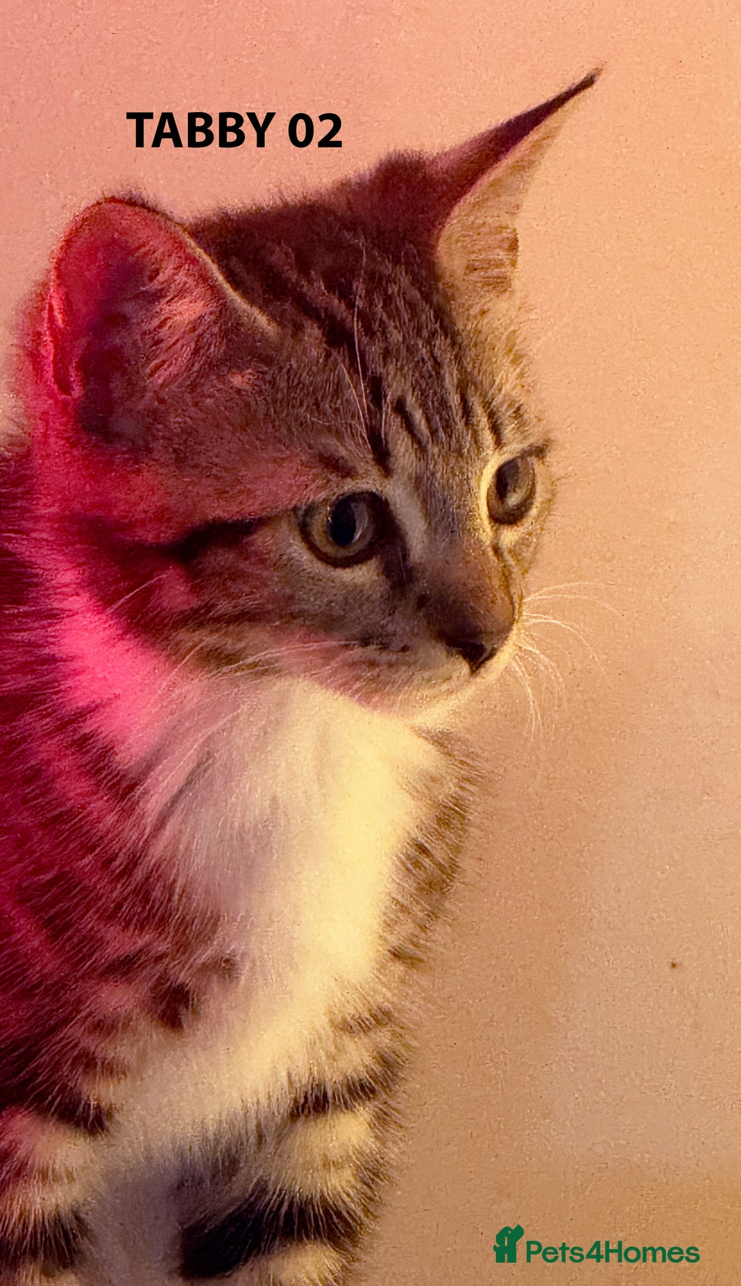 British Shorthair cats for sale: HEALTHY AND LOVING KITTEN FOR REHOUSING. - Image 11