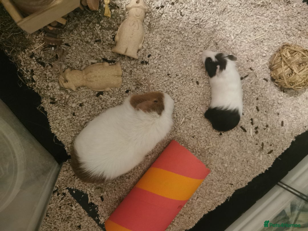 Guinea Pig rodents for sale: 2 Bonded Male Guinea Pigs - Image 7