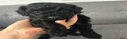 Mixed Breed dogs for sale: Small Miniature Poodle Boys - DNA Tested Parents - Advert 3