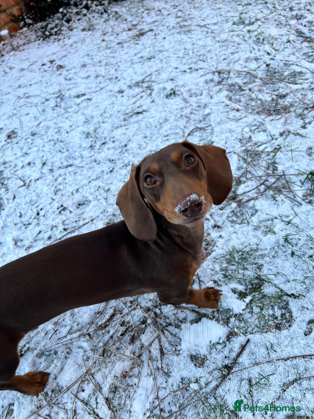 Dachshund dogs for sale: Alma 2 Year Old Spayed Female - Advert 12