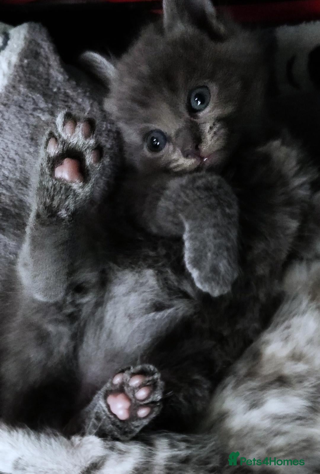 Mixed Breed cats Beautiful Russian Blue kittens 8 weeks - Advert 3