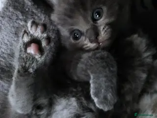 Mixed Breed cats Beautiful Russian Blue kittens 8 weeks - Advert 3