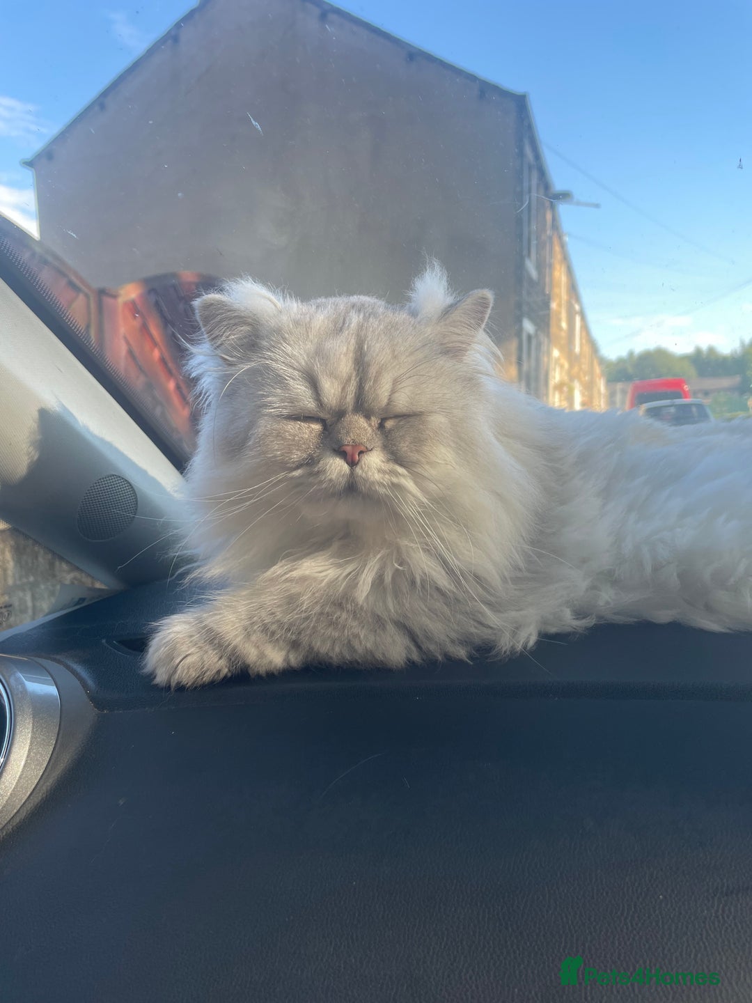 Persian cats for sale: 4 year old Persian boy.  - Image 3