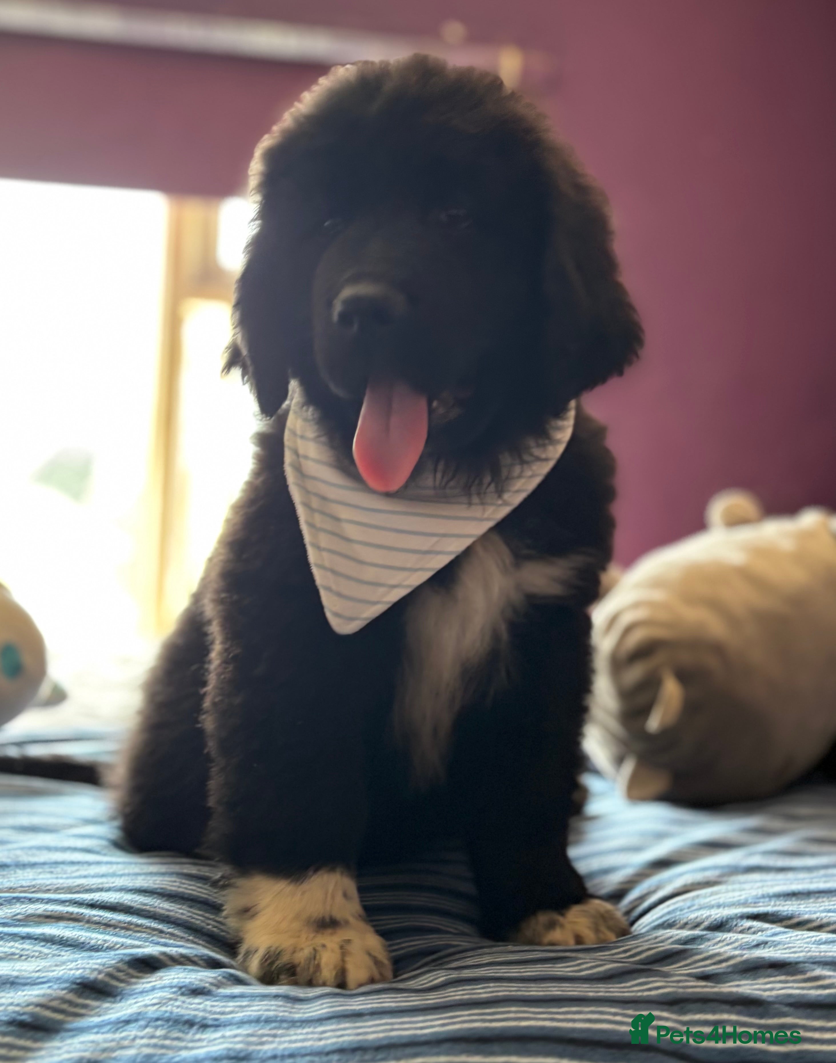 Mixed Breed dogs READY NOW 12 week Newfoundland shepherd puppies  - Advert 4
