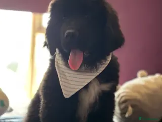 Mixed Breed dogs READY NOW 12 week Newfoundland shepherd puppies - Advert 4