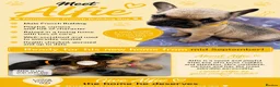 French Bulldog dogs for sale: KC beautiful  frenchies  - Advert 5
