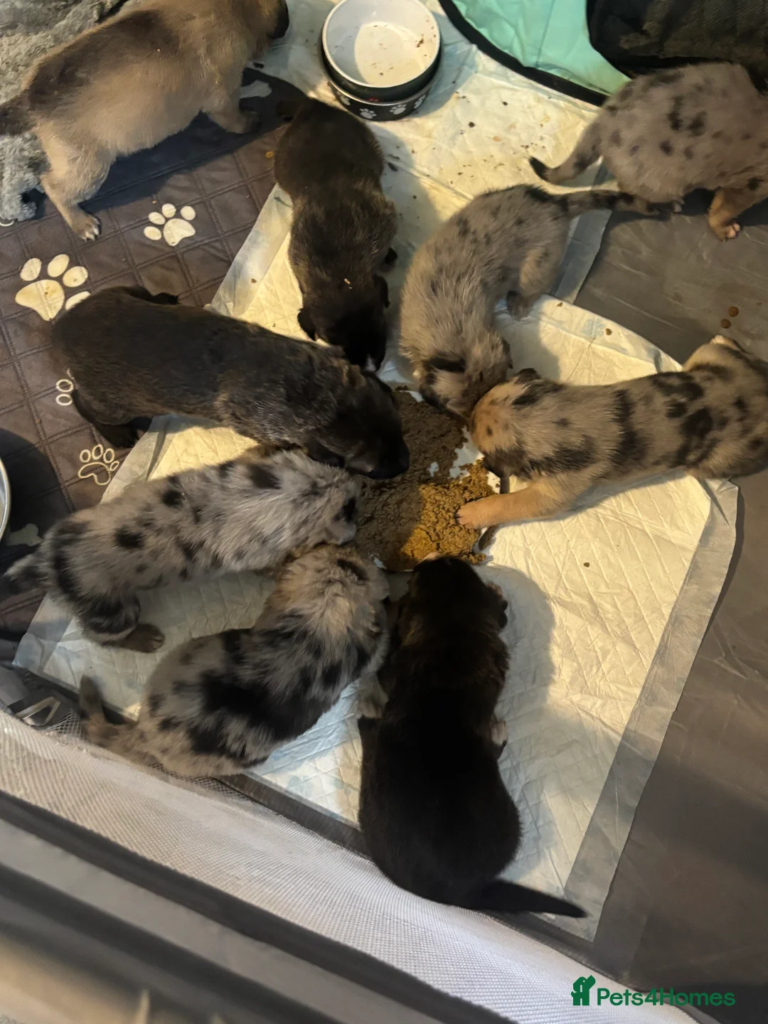 Mixed Breed dogs for sale: Beautiful staff x gsd puppies - Advert 3