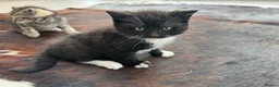 Mixed Breed cats for sale: Beautiful kittens for sale - Advert 12