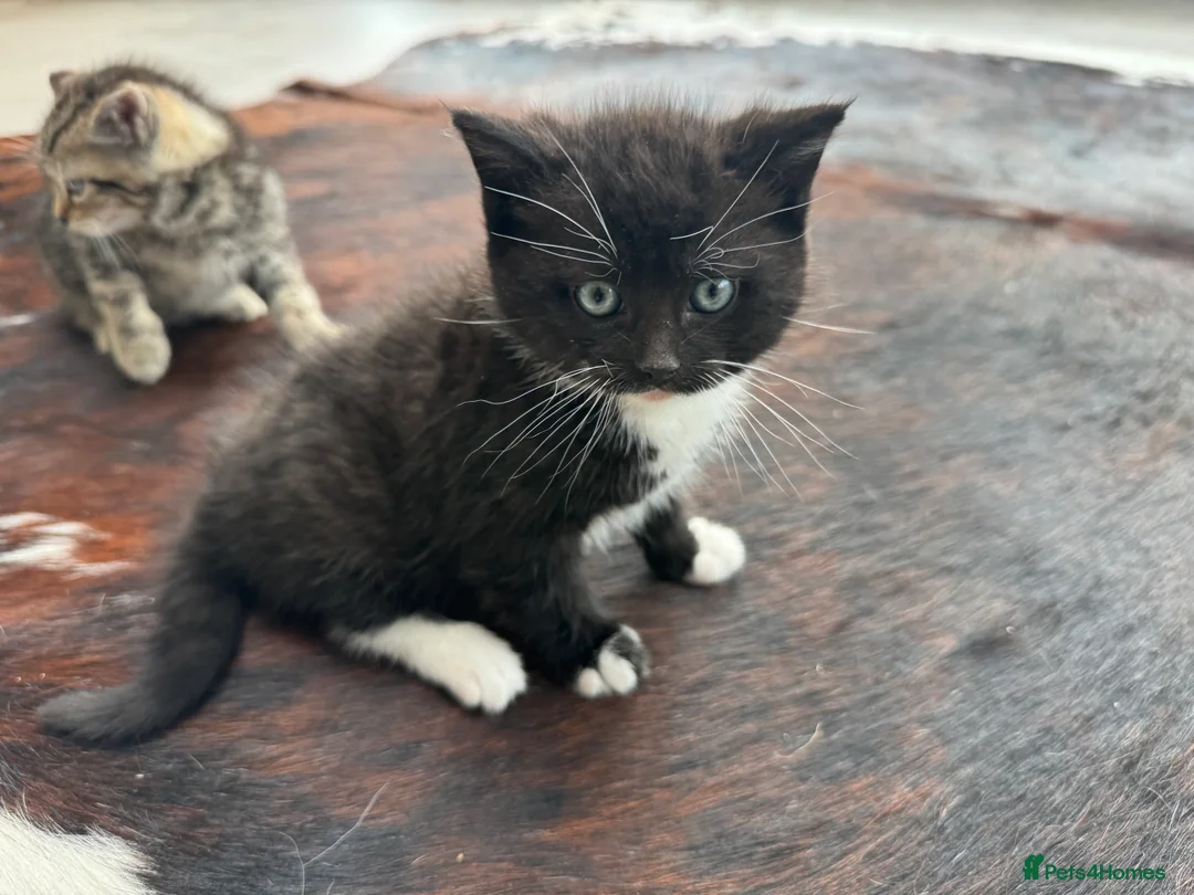 Mixed Breed cats for sale: Beautiful kittens for sale - Advert 12