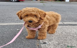 Mixed Breed dogs for sale: READY NOW! ADORABLE MINIATURE POODLE PUPPIE GIRL! - Image 2