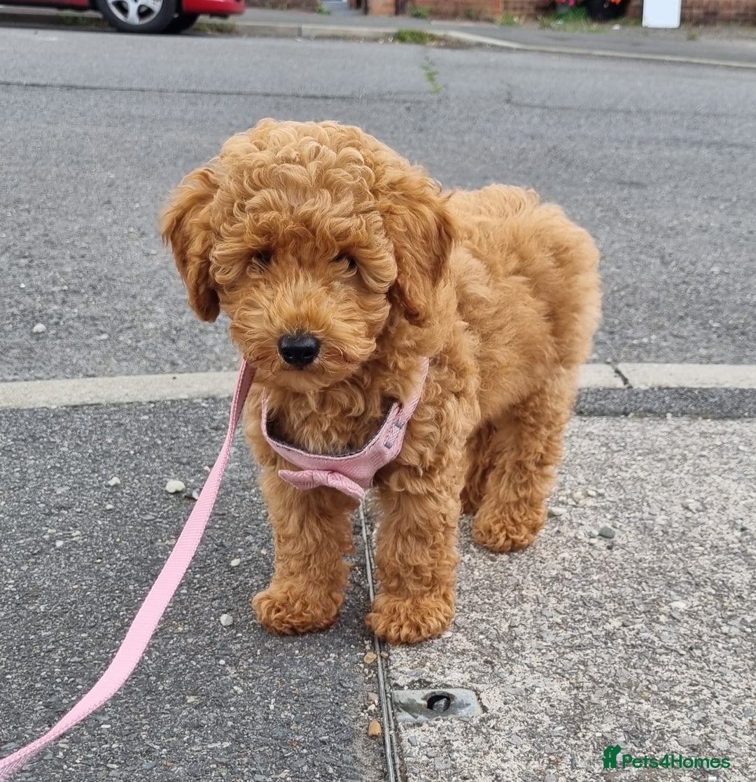 Mixed Breed dogs for sale: READY NOW! ADORABLE MINIATURE POODLE PUPPIE GIRL! - Image 2