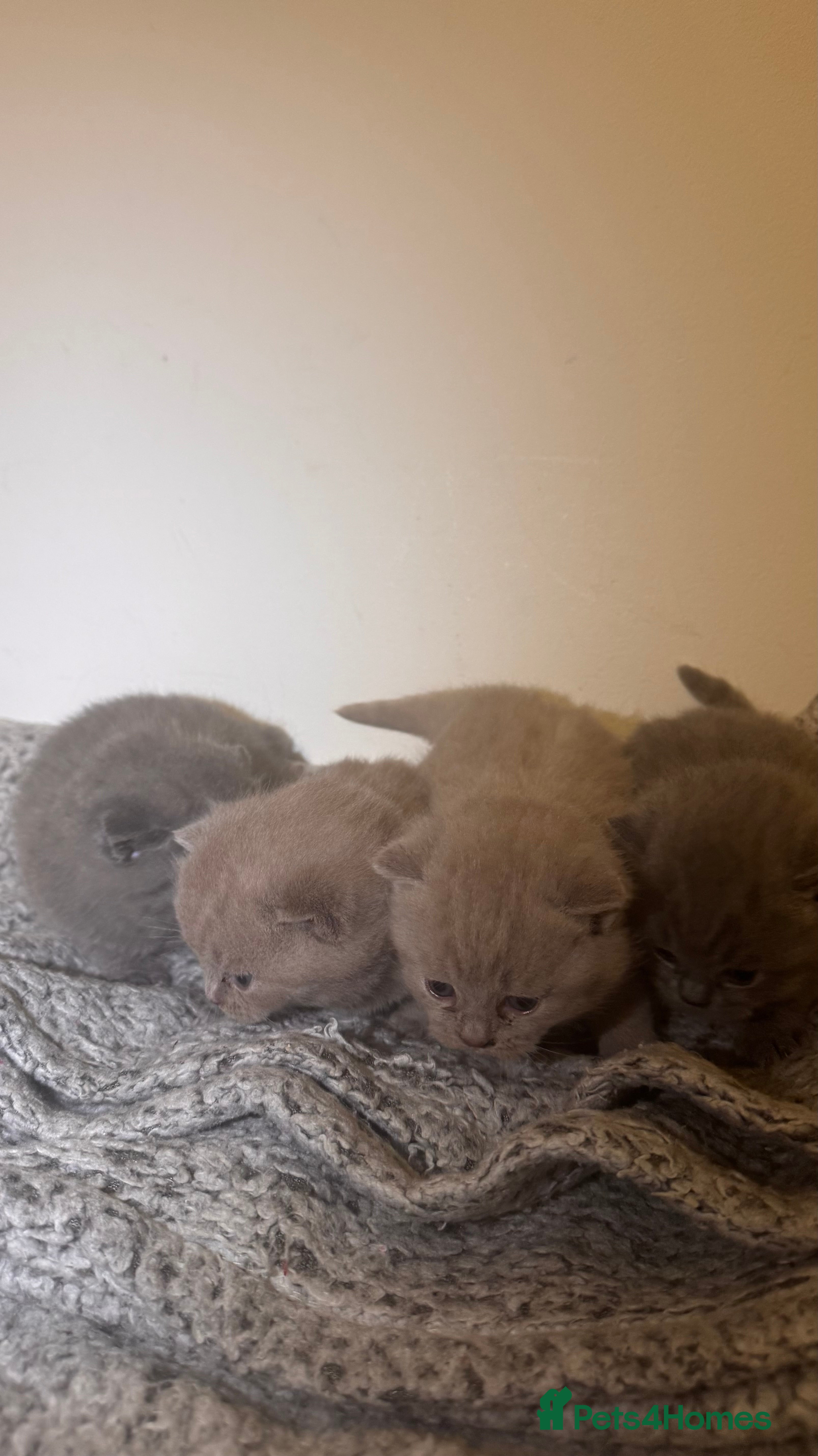 British Shorthair cats Four stunning British shorthair kittens  - Advert 5