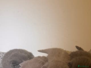 British Shorthair cats 4 stunning British shorthair - three now reserved. - Advert 1