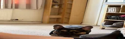 French Bulldog dogs for sale: French Bull dog in Oakham - Advert 3