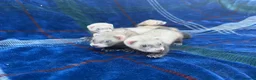 Ferret rodents for sale: Jill ferrets for sale - Advert 2