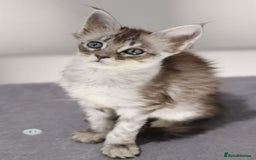 Maine Coon cats for sale: TICA registered Giant Maine coon   - Image 7