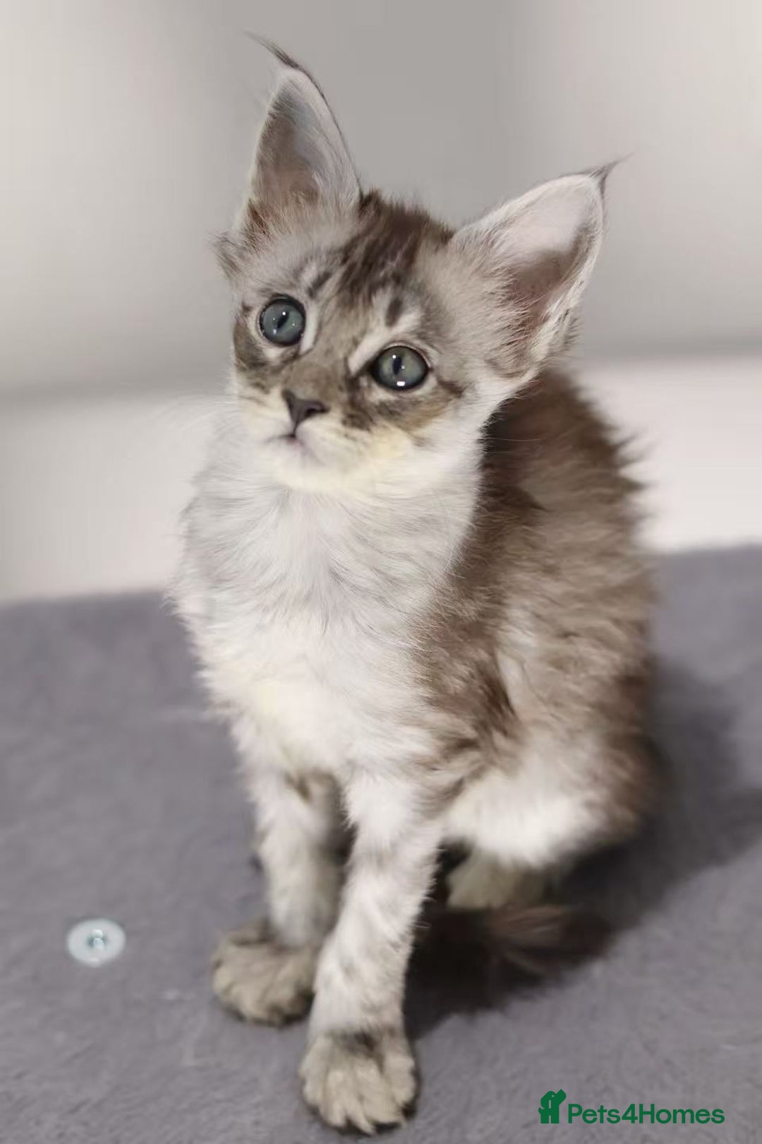 Maine Coon cats for sale: TICA registered Giant Maine coon   - Image 7
