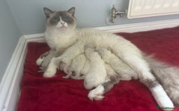 Ragdoll cats for sale: 🐾 Ragdoll Kittens Ready Soon!🐾 in Bridgwater - Image 2