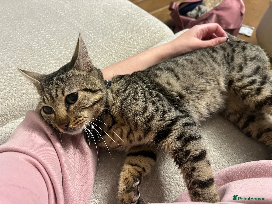 Bengal cats for sale: 1 year old male bengal  in Horncastle - Advert 2