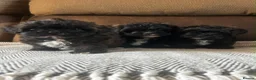 Shihpoo dogs for sale: Shihpoo puppies - Advert 7