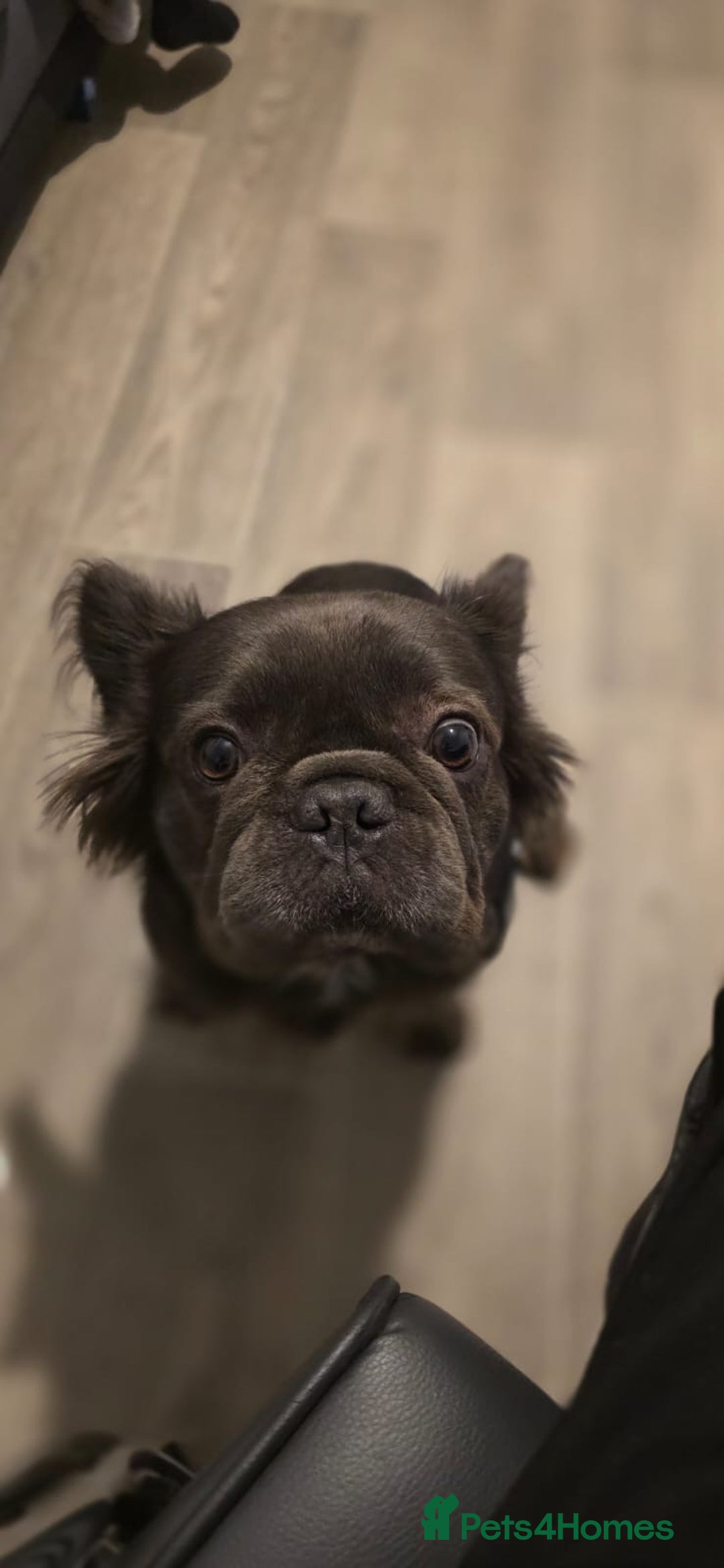 French Bulldog dogs for sale: Two, 10 Week Fluffy French Bulldogs  - Advert 13