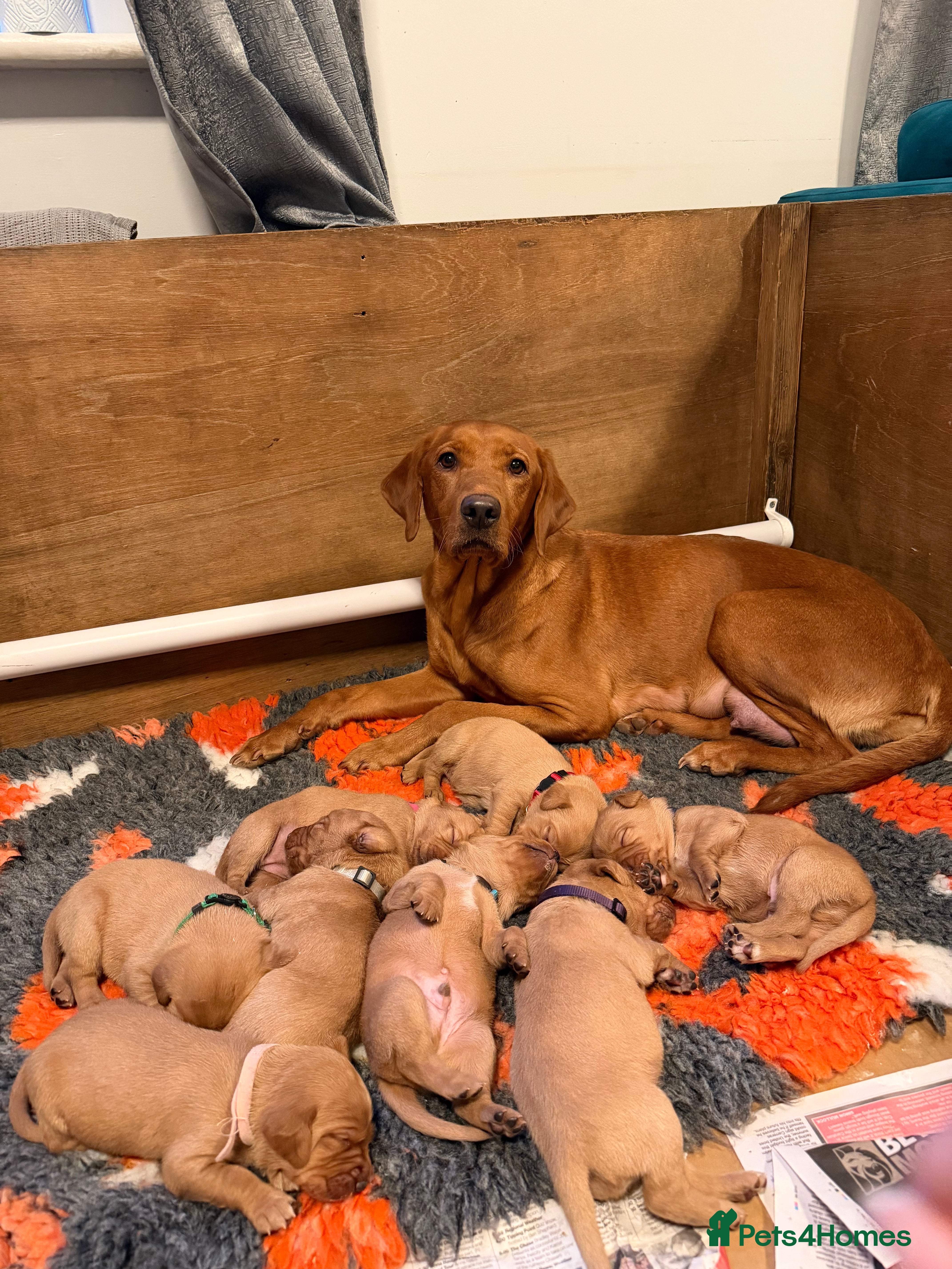 Labrador Retriever dogs A Gorgeous litter of 8 Kc registered Red Fox Labs - Advert 1