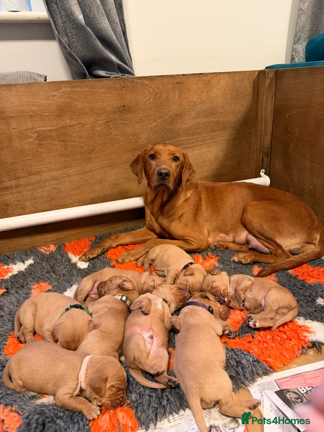 Labrador Retriever dogs for sale: A Gorgeous litter of 8 Kc registered Red Fox Labs - Advert 1