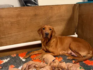 Labrador Retriever dogs A Gorgeous litter of 8 Kc registered Red Fox Labs - Advert 14