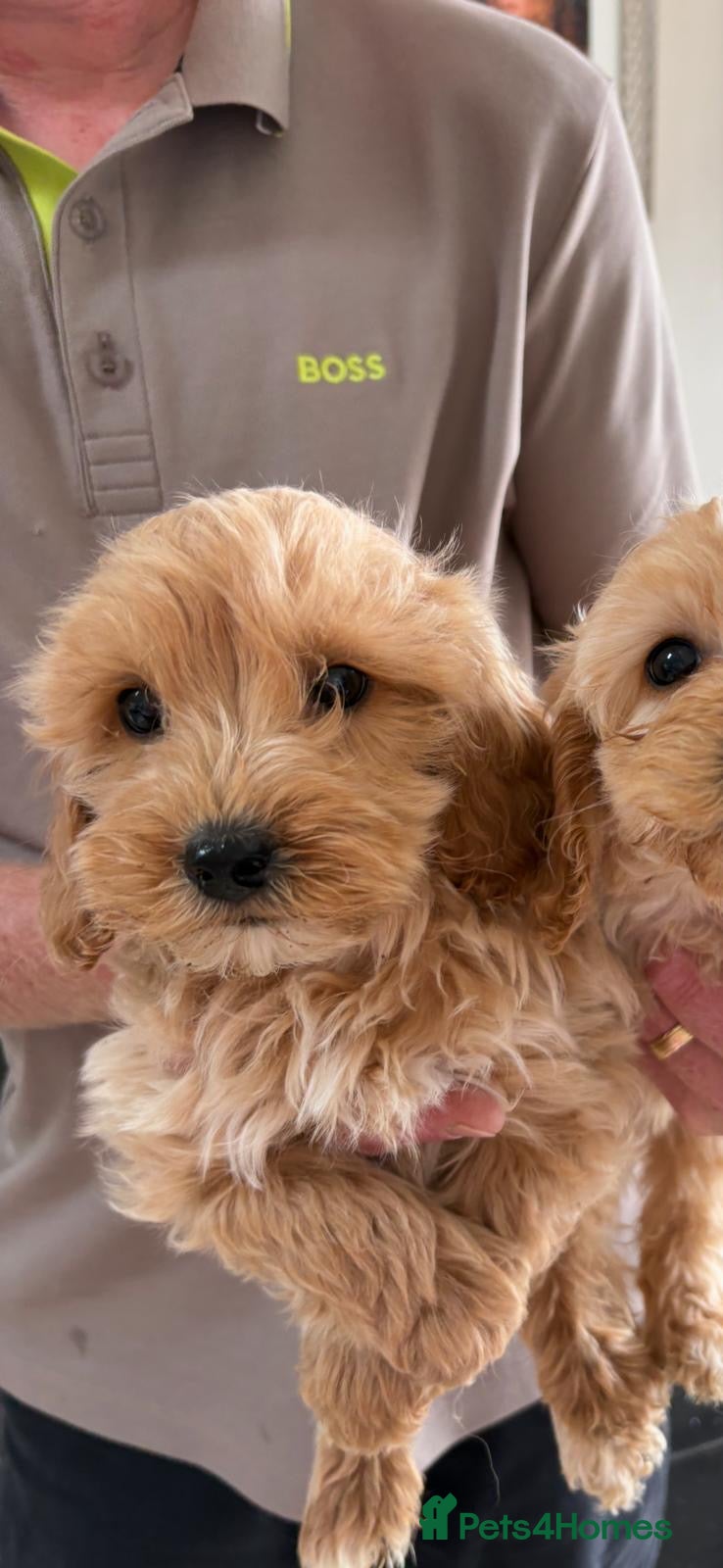 Cockapoo dogs Beautiful F1 Cockerpoo’s - Advert 6