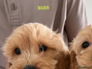 Cockapoo dogs Beautiful F1 Cockerpoo’s - Advert 6