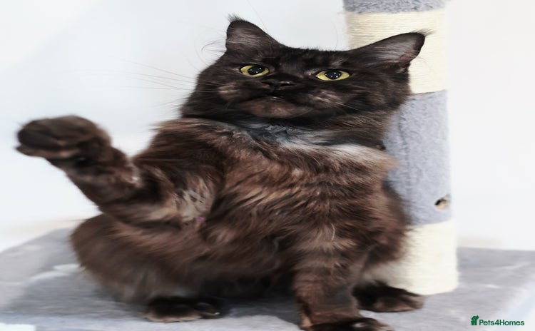 Maine Coon cats - Advert 2