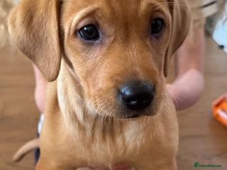 Labrador Retriever dogs Ready Now *1 left* Labrador Puppies - Advert 1