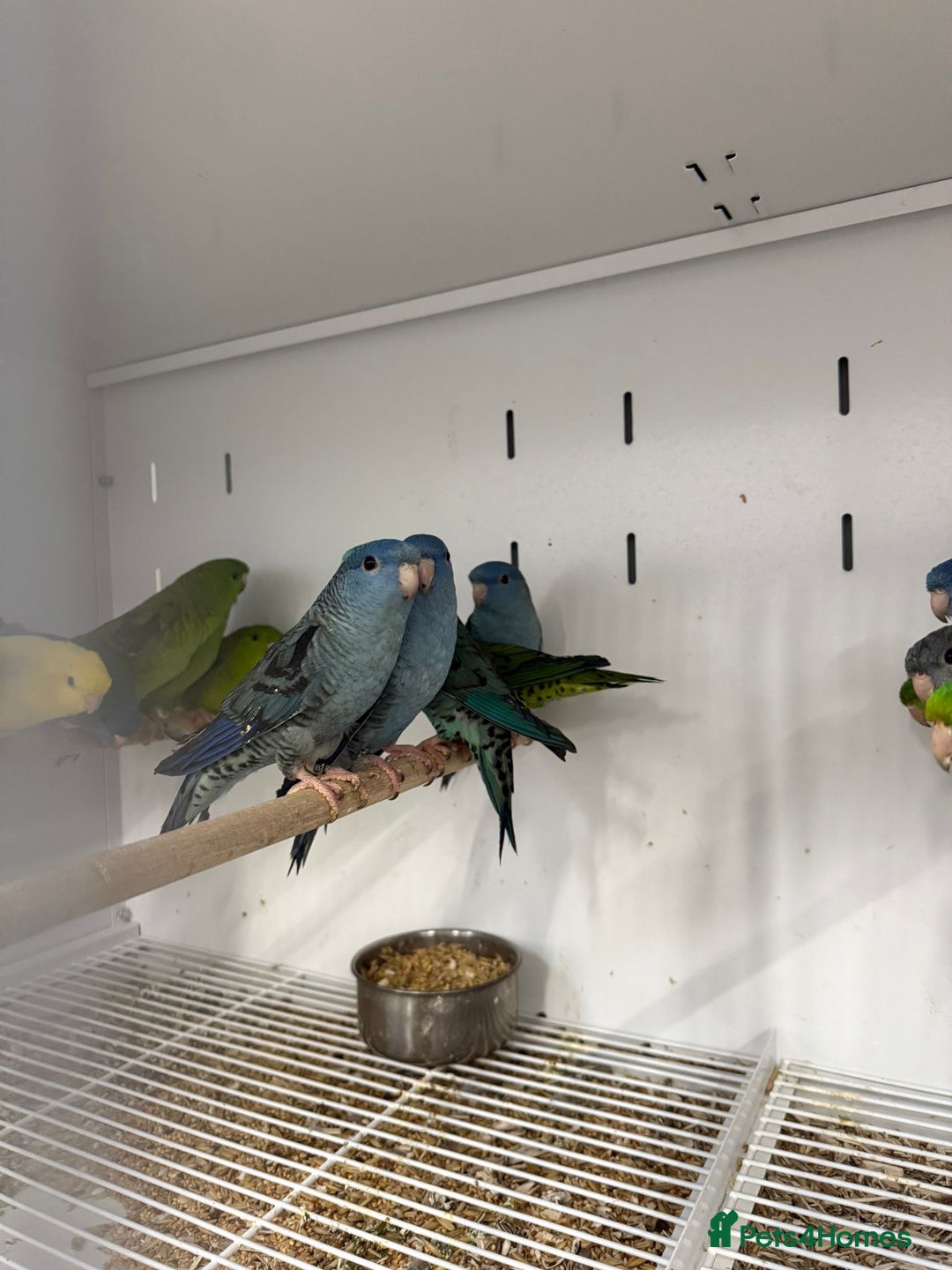 Parakeets birds for sale: Baby Lineolated Parakeets  - Advert 7