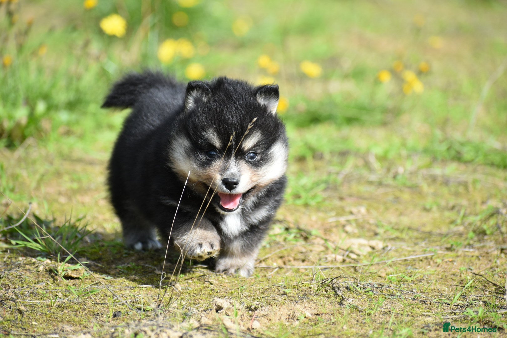 Pomsky dogs for sale: Genuine Celtic Star F3 Pomskies Available  - Advert 2